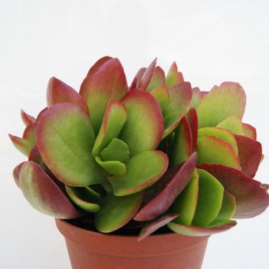 Kalanchoe vivien